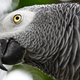 Illustration for article titled Grey parrots shown to have the reasoning skills of toddlers